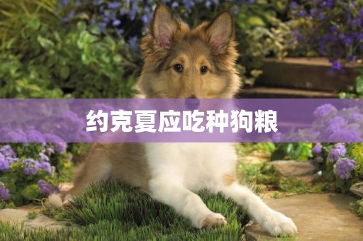 約克夏應吃種狗糧