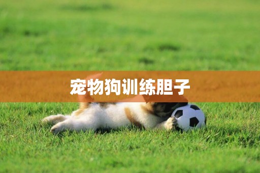寵物狗訓練膽子