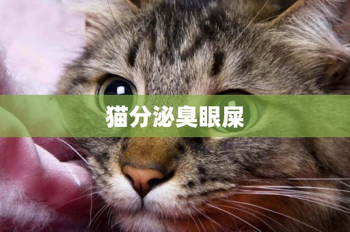 貓分泌臭眼屎