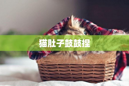 貓肚子鼓鼓捏