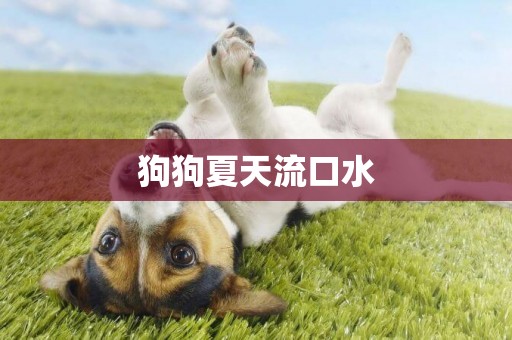 狗狗夏天流口水