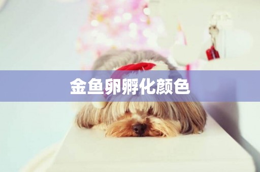 金魚卵孵化顏色
