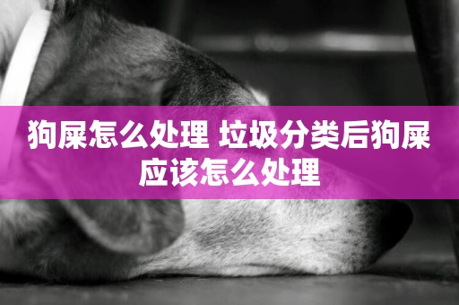 狗屎怎么處理 垃圾分類后狗屎應該怎么處理