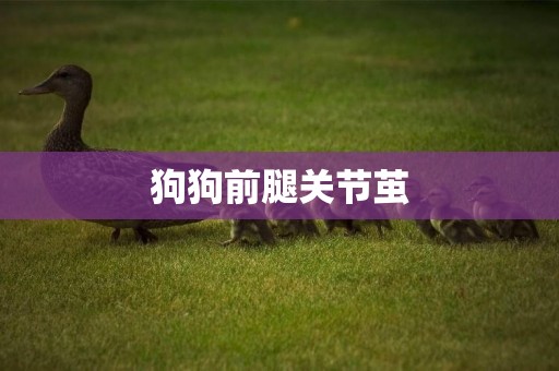 狗狗前腿關節繭