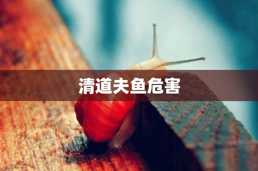 清道夫魚危害