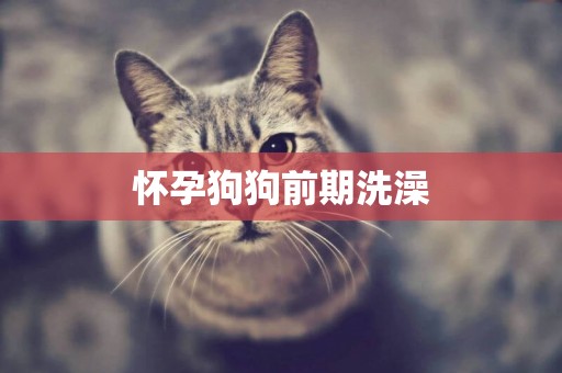 懷孕狗狗前期洗澡