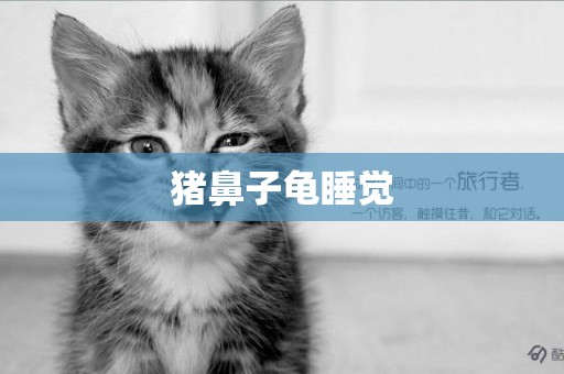 豬鼻子龜睡覺