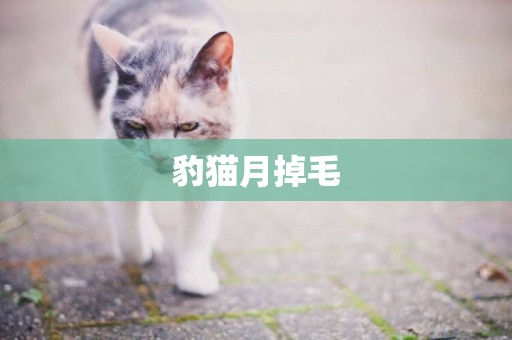 豹貓月掉毛