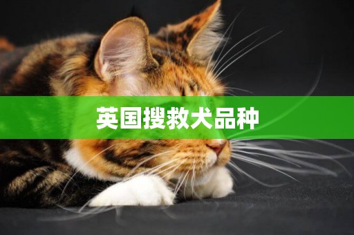 英國搜救犬品種
