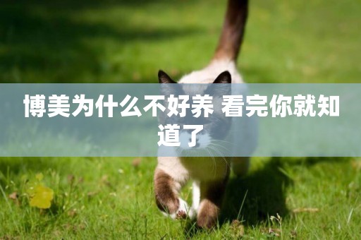 博美為什么不好養 看完你就知道了