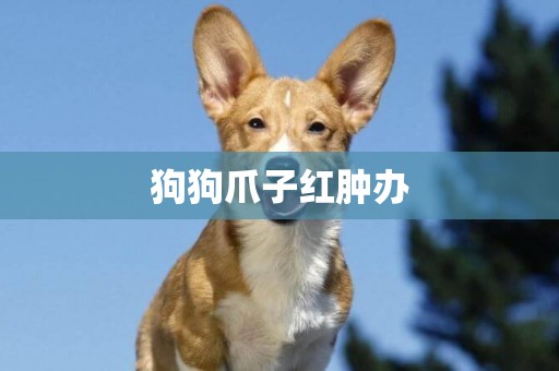 狗狗爪子紅腫辦