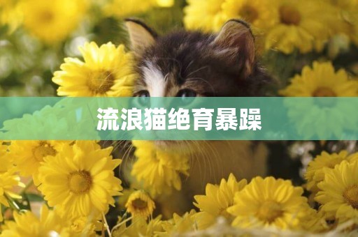 流浪貓絕育暴躁