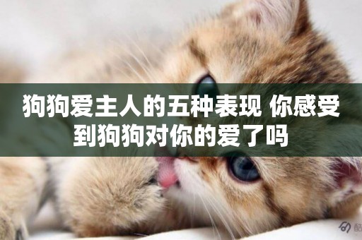 狗狗愛主人的五種表現 你感受到狗狗對你的愛了嗎 狗狗愛主人的五種表現 你感受到狗狗對你的愛了嗎