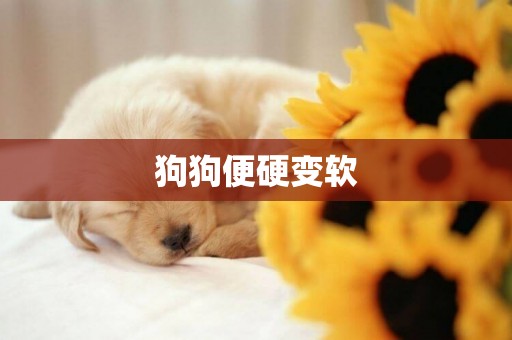 狗狗便硬變軟