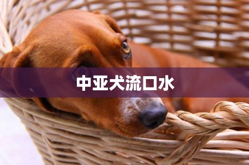 中亞犬流口水
