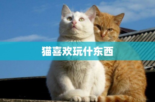 貓喜歡玩什東西