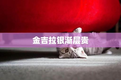 金吉拉銀漸層貴