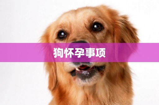 狗懷孕事項