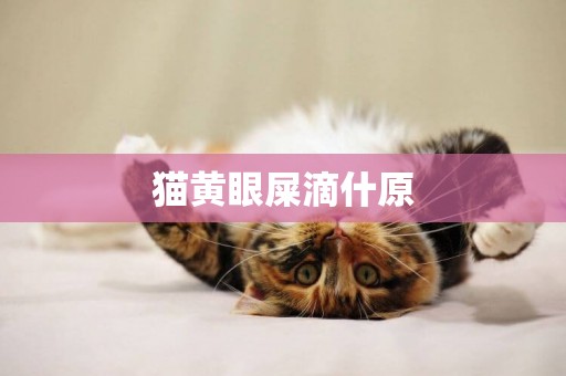 貓黃眼屎滴什原