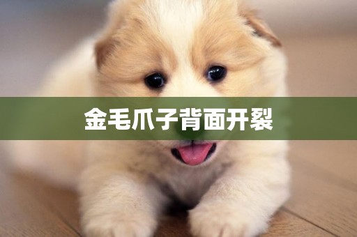金毛爪子背面開裂