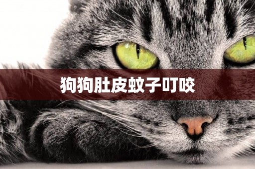 狗狗肚皮蚊子叮咬