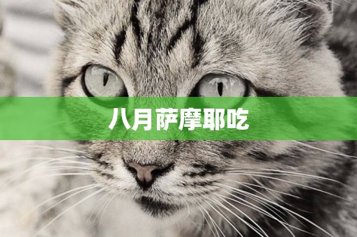 八月薩摩耶吃