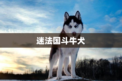 迷法國斗牛犬
