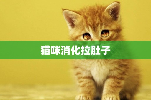 貓咪消化拉肚子