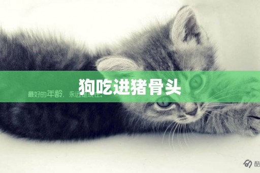 狗吃進豬骨頭