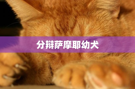 分辯薩摩耶幼犬
