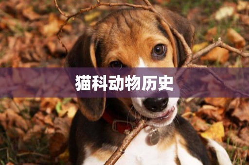 貓科動物歷史
