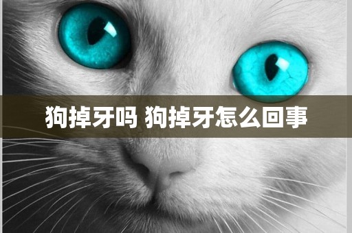 狗掉牙嗎 狗掉牙怎么回事