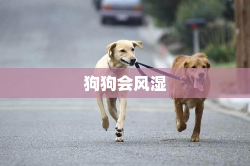 狗狗會風濕