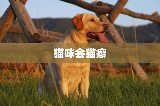 貓咪會貓癬
