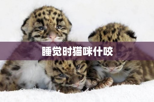 睡覺時貓咪什咬