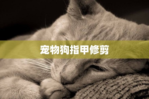 寵物狗指甲修剪