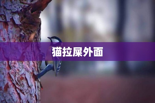 貓拉屎外面
