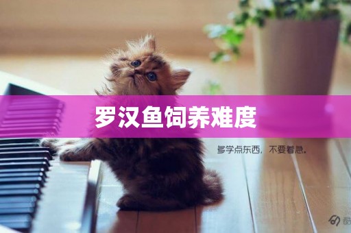 羅漢魚飼養難度