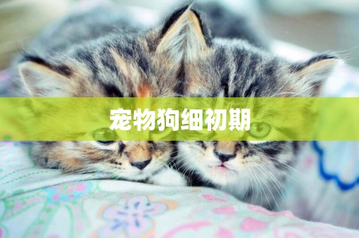 寵物狗細初期