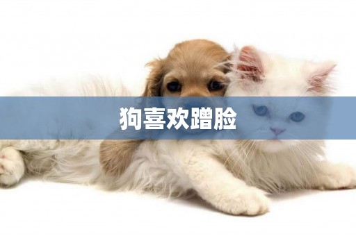狗喜歡蹭臉