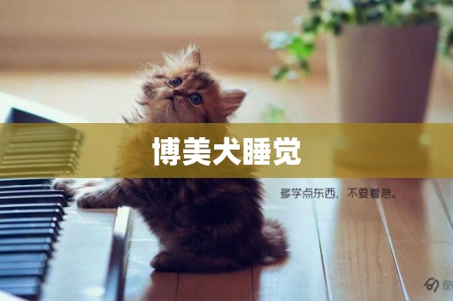 博美犬睡覺