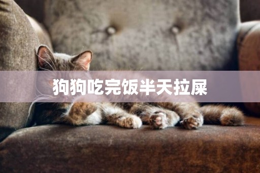 狗狗吃完飯半天拉屎