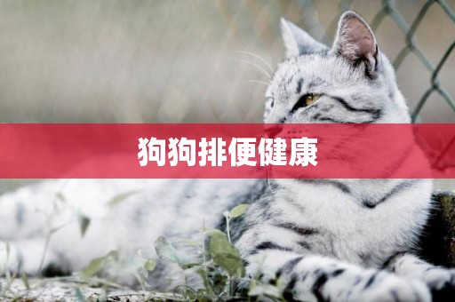 狗狗排便健康