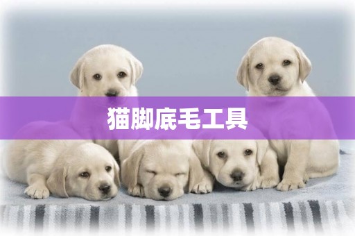 貓腳底毛工具