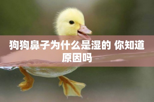 狗狗鼻子為什么是濕的 你知道原因嗎