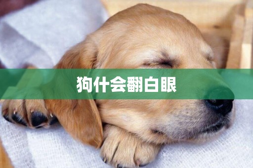 狗什會翻白眼