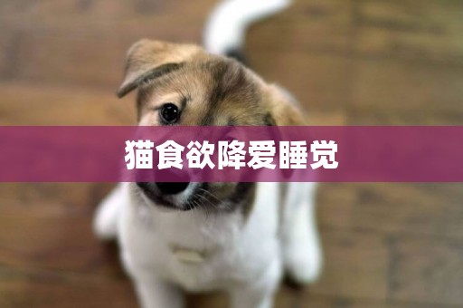 貓食欲降愛睡覺