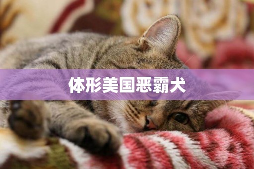 體形美國惡霸犬