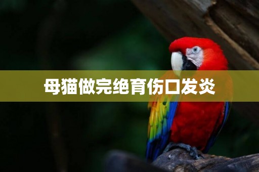 母貓做完絕育傷口發炎