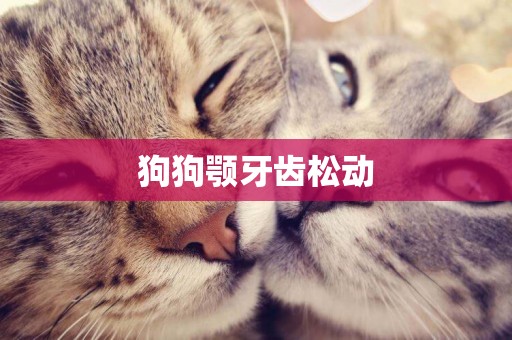 狗狗顎牙齒松動